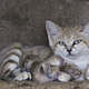 Illustration for article titled Surprise Sand Kittens are the Best Sand Kittens